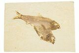 Detailed Fossil Fish (Knightia) - Wyoming #186494-1